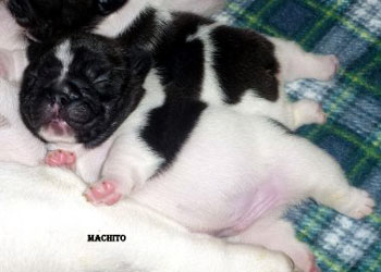cachorros bulldog frances uruguay