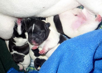 cachorros bulldog frances uruguay