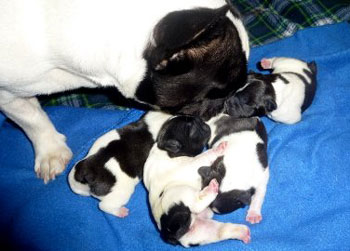 cachorros bulldog frances uruguay