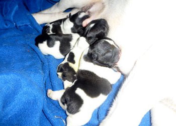 cachorros bulldog frances uruguay