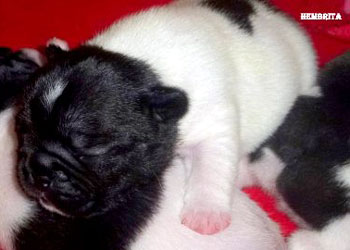 cachorros bulldog frances uruguay