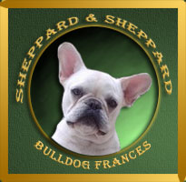 Bulldog Frances Sheppard & Sheppard