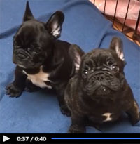 ver video cachorros bulldog frances en Uruguay