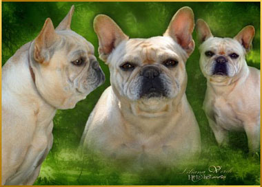 bulldog frances uruguay